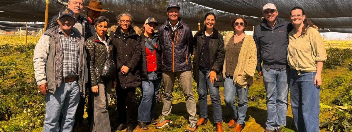 Foto-importadores-de-peonias-en-terreno